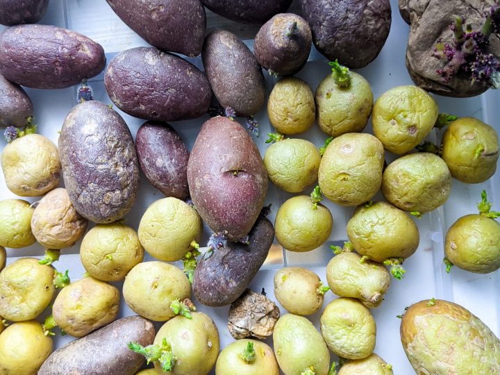 potatoes grown in kids vegetable garden