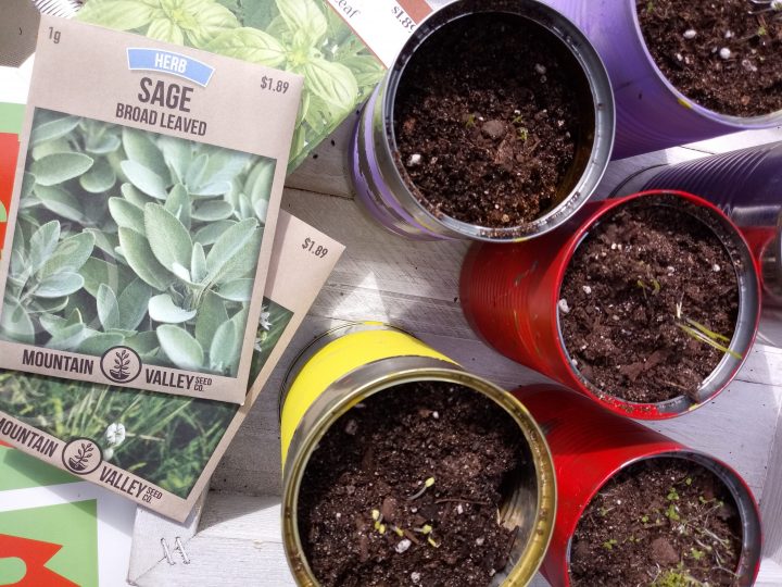 Image for Create a  Recycled Container Herb Garden With Your Kids