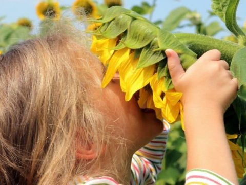 Image for Grow Sunflowers with Kids