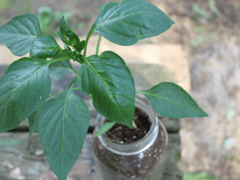 Image for Start Mason Jar Gardening