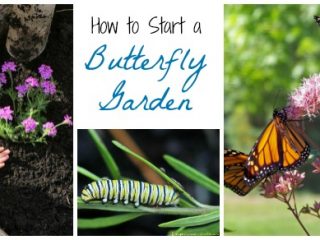 Image for Start a Butterfly Garden