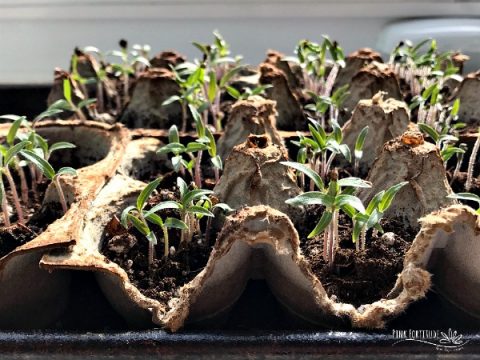 Image for Start Seeds in an Egg Carton