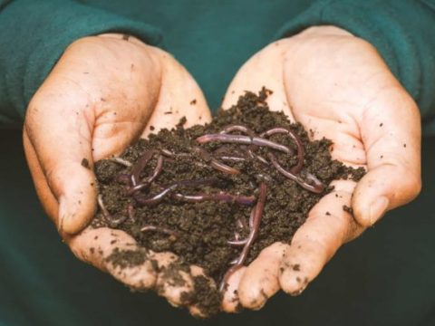 Image for Start Worm Farming 