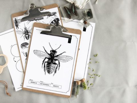 Image for Use this Insect Life Cycle