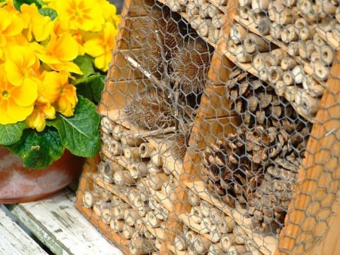 Image for Build a Ladybug Hotel or Insect Hotel for Your Garden